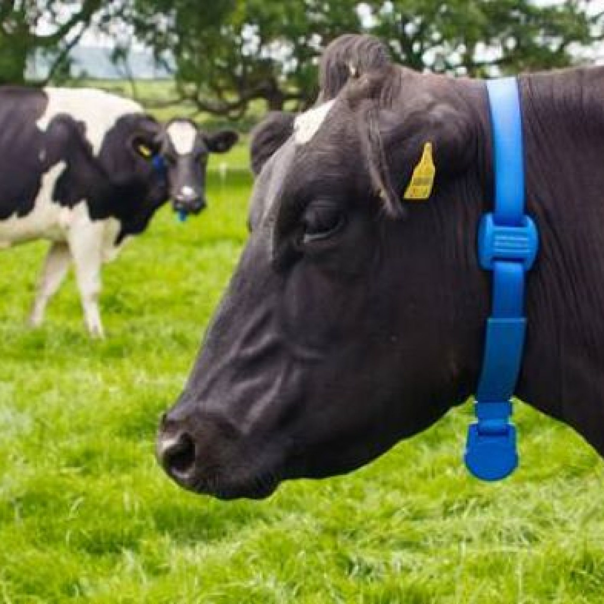 livestock