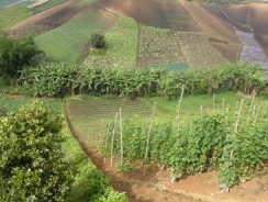 Alternative Agricultural Investments To Be Showcased At Agri Investment LATAM 2015