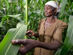 New US $280 Million Partnership for Inclusive Agricultural Transformation in Africa Launched