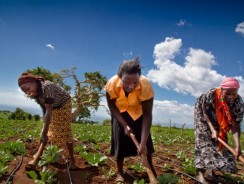 Champions for Nutrition, Food Security and Agribusiness Named Winners of 2017 Africa Food Prize.
