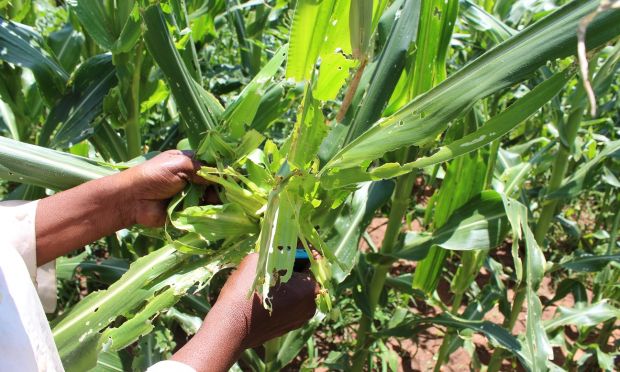 Armyworms threaten Tanzania’s northern maize farms