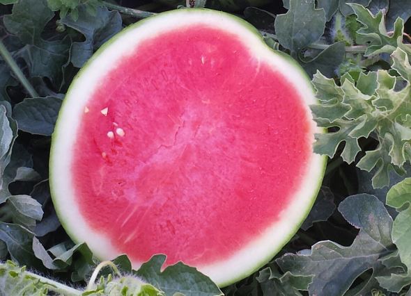 Hazera’s Mini-Watermelon Comes to Africa – Delighting Farmers and Consumers