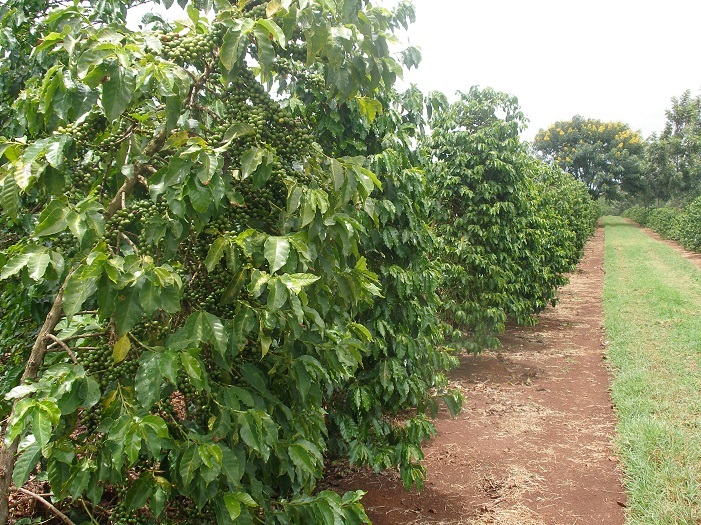 Omex Calmax gets calcium into coffee beans