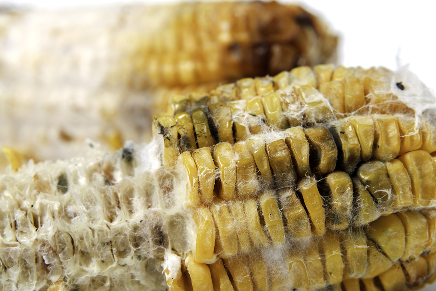“Méchoto”- An innovative device that reduces agricultural losses