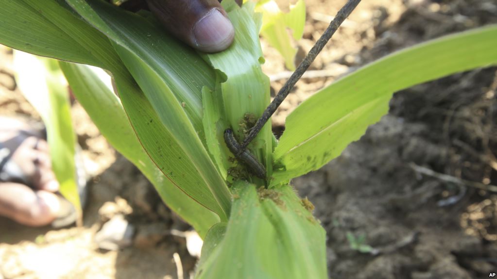 Farmers fret over fall armyworm outbreak