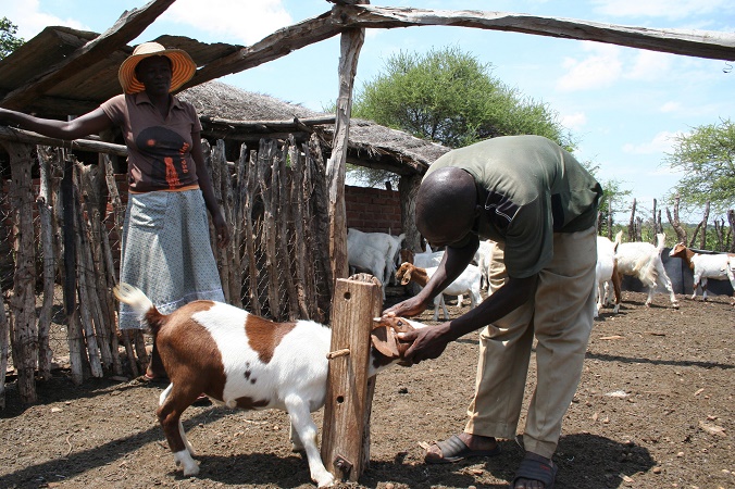 Goat breeding gain momentum among Zimbabwe’s farmers