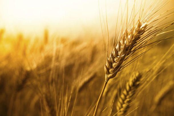 Global cereal output heading for a record