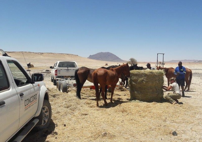 InServe companies come to the aid of the wild horses of Namibia