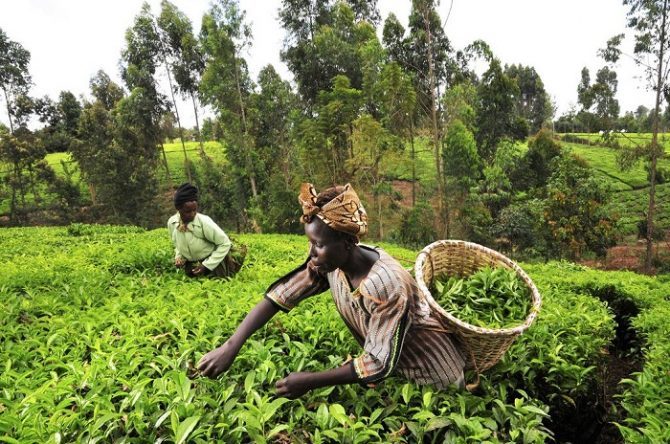 Aflatoxins stand-off cuts Kenyan tea exports to Pakistan by half