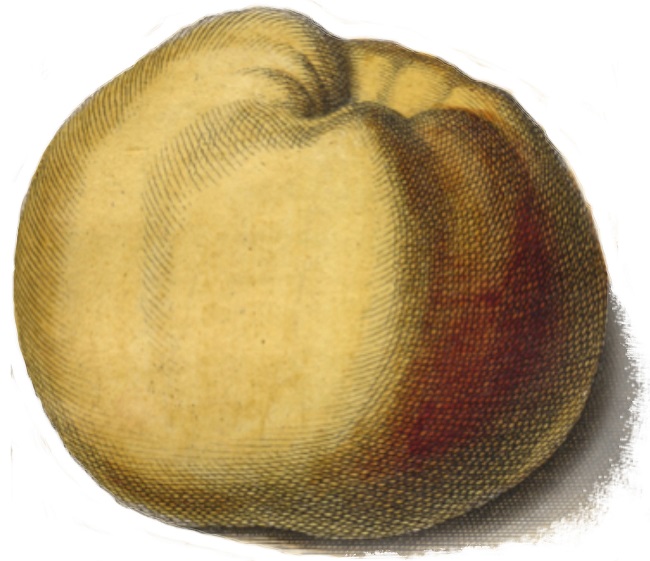 The first apple picked in SA is finally back on home soil