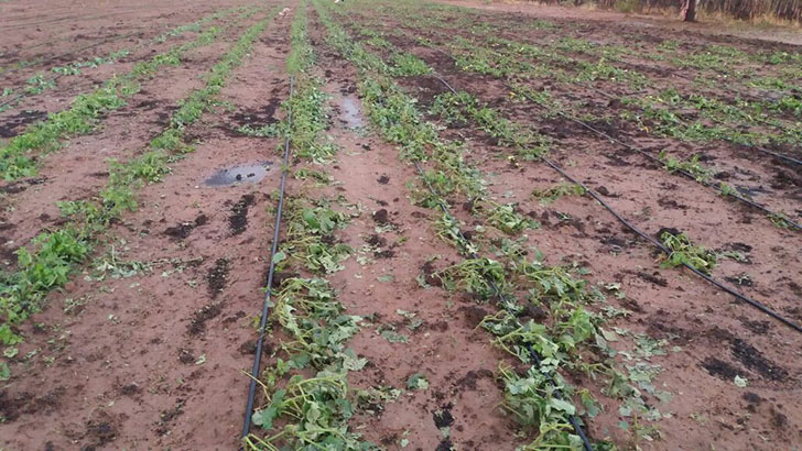 Zimbabwe government leaves un-insured farmers in the cold
