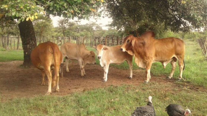 Latest livestock services, farming innovations and skills training at Agritech Expo Zambia in Chisamba in April!