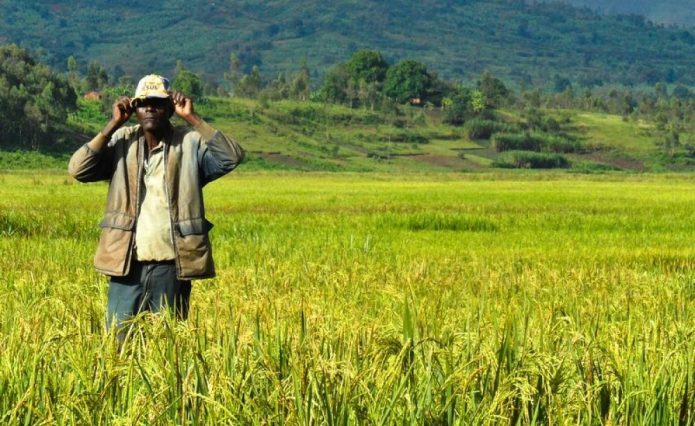 Dangote Inaugurates Multi Billion Naira Rice Processing Plant in Jigawa…Promises to End Rice Importation
