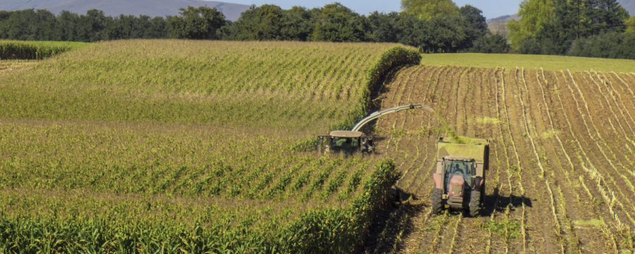 An Improvement in SA Summer Crop Production Estimates