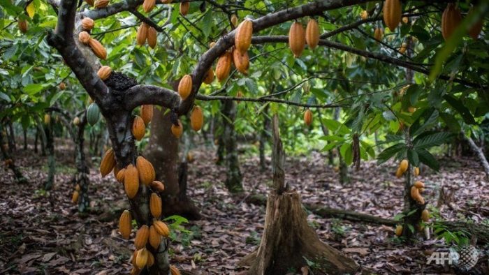 WhiteCap Cocoa Holdings Announces the Development of the World’s Second Largest Cocoa Farm in Ghana