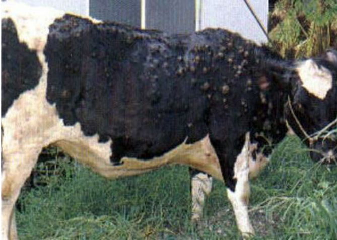 Lumpy skin disease outbreak hits dairy farmers in Malawi