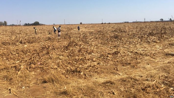 Zimbabwe: Vast tracks of land lying idle