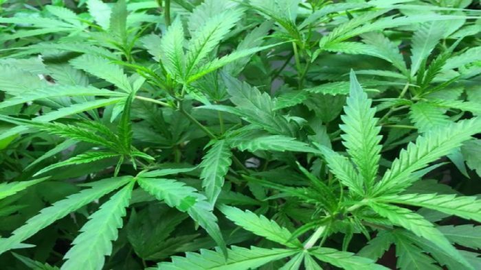 Zimbabwe : Cannabis production to revamp agricultural sector
