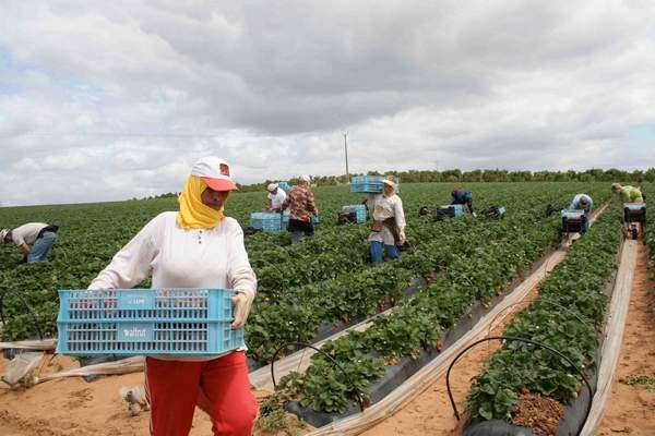 Morocco to host 2018 edition of ‘African Women in Agriculture’ conference