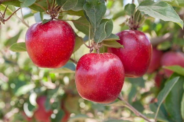 FLASH GALA ™ set to disrupt the fruit industry
