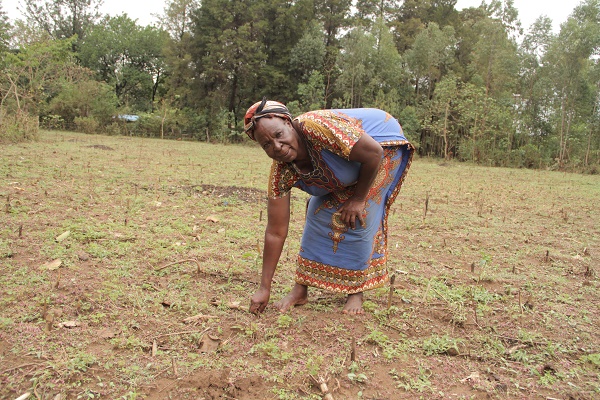Kenyan farmers tackle poor soils, low yields with conservation agriculture