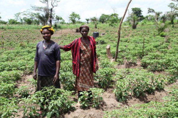 Planning an effective succession strategy for a family farming business