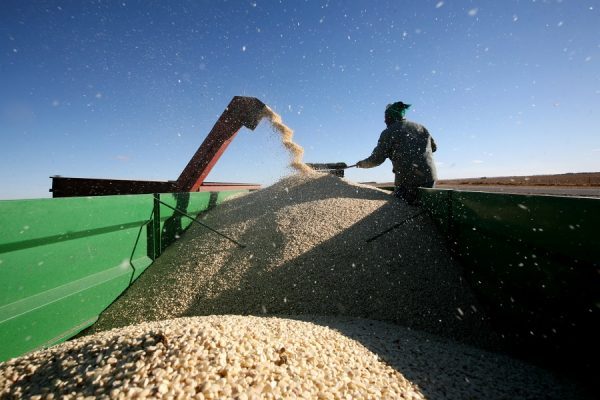 South Africa to experience higher maize yields than estimated