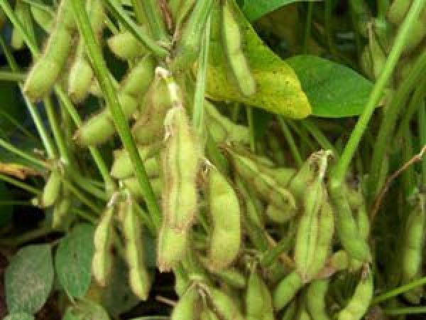 A Few Notes on Africa’s Soybean Production