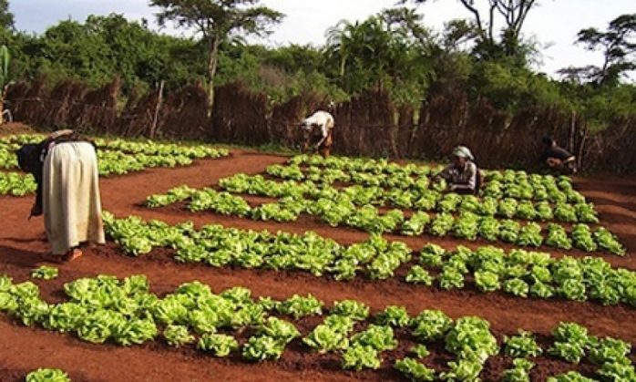 Unchanged interest rates bode well for Agric sector