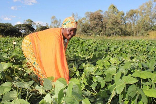 SIMLESA’s conservation agriculture project to increase yields and farmers’ income