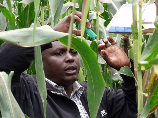 Space-age technology for fight against crop-devastating pest outbreaks in Kenya launched by UK-based CABI and UK Space Agency