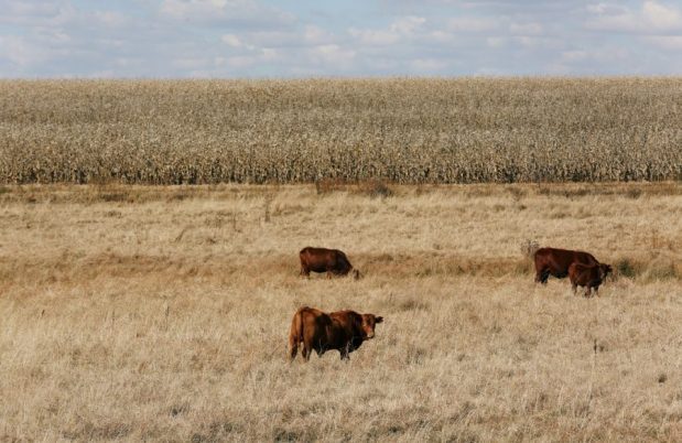 Is expropriation without compensation debate weighing on investment in SA agriculture?