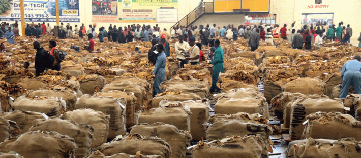 Zimbabwe’s tobacco delivery at US $696m with a record 238m Kilos