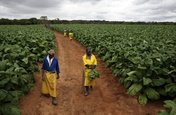 Zimbabwe’s Agribank obtains US $30m in support of the agriculture sector