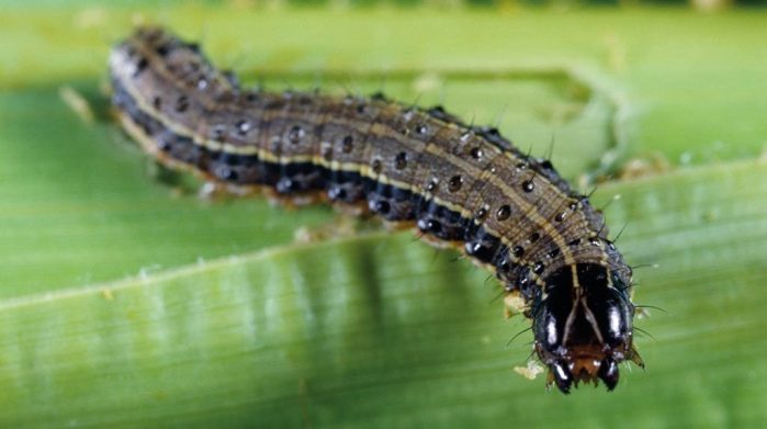 Use of organic methods in the control of fall army worms