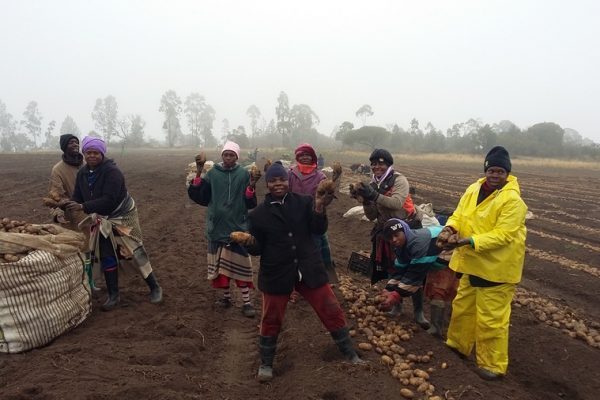 Black farmers of Eastern Cape reap harvest of success