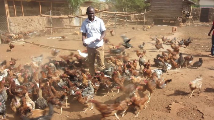Harnessing the potential of indigenous knowledge system (IKS) in rearing of indigenous chickens