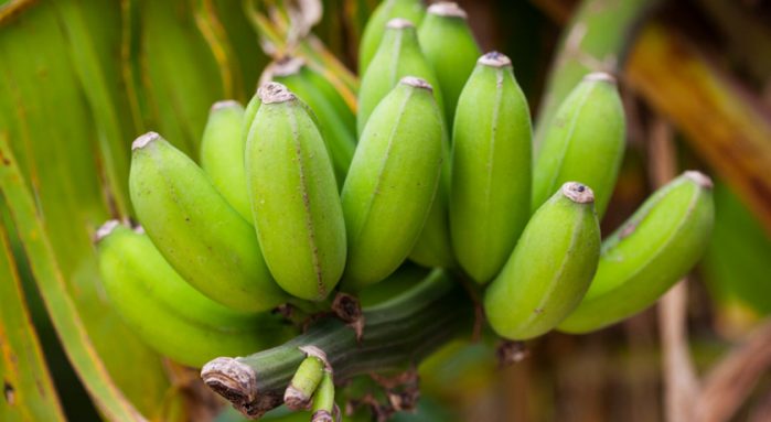 Banana wilt; modes of transmission, prevention and control measures