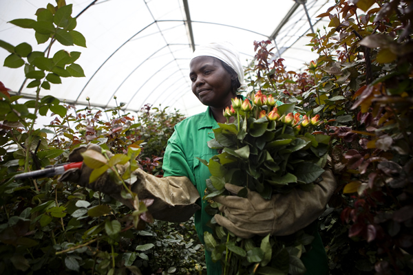Oserian Flowers raises alarm over biting fertilizer shortage