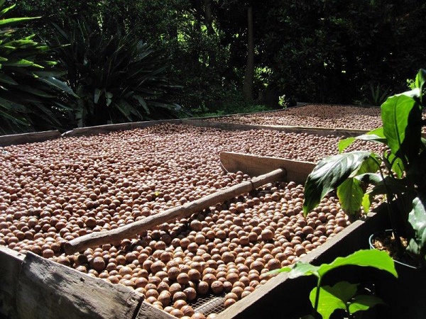 Fire-detection, suppression for macadamia-nut processing factory