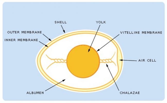 IMPROVING NUTRITIONAL EGG VALUE