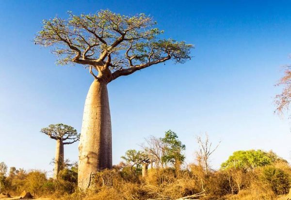 Agri-tech can turn African Savannah into global food basket – African Development Bank