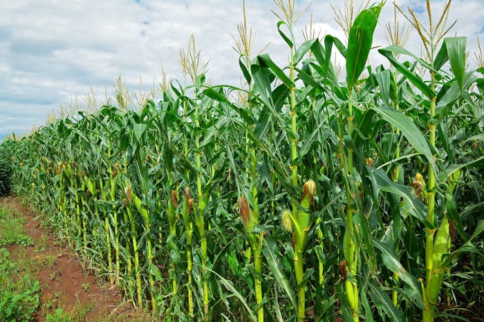 Kenyan maize farmers to get US $13m as payment for maize delivered to NCPB