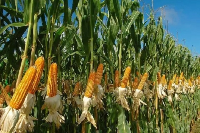 USA’s CCI partners with YOTSI to set up US $25m farm in Nigeria