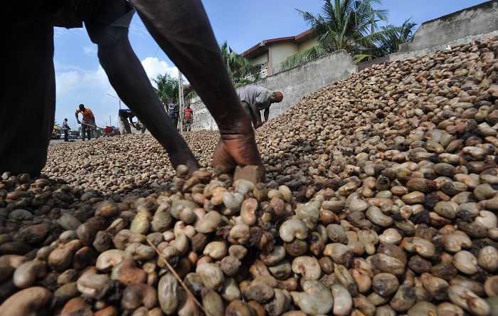 Tanzania pays US $434,687 to verified cashew farmers
