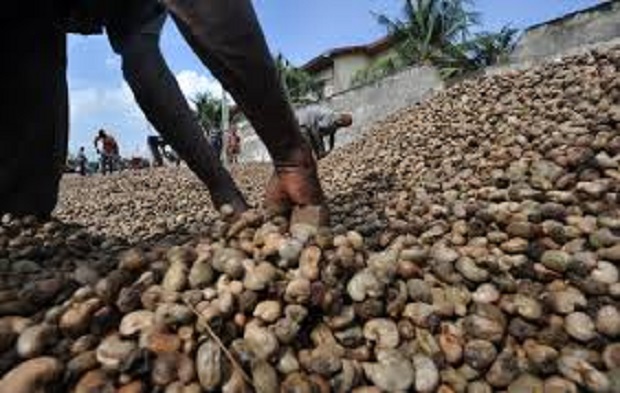 Tanzanian cashew farmers pocket approximately US $2.2Bn