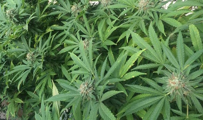 Is Marijuana the new bitcoin?