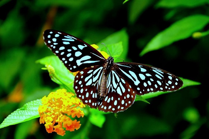 Butterfly farming in Kenya