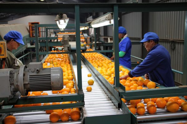 South African citrus producer bumps up production by 40% in one year