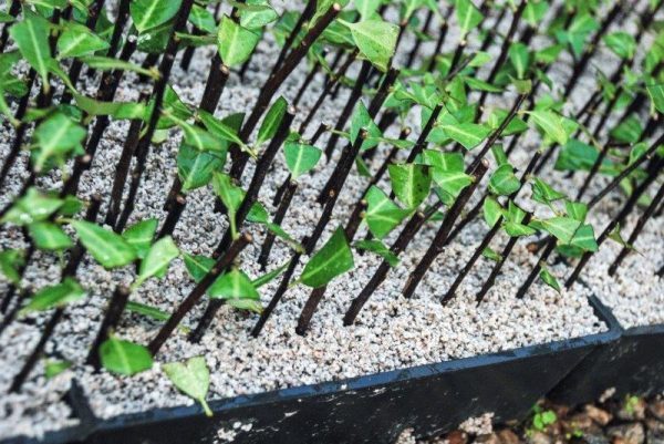 Grolite® improves fertilizer efficiency, promotes plant growth